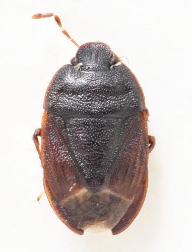 Ochetostethus sp.